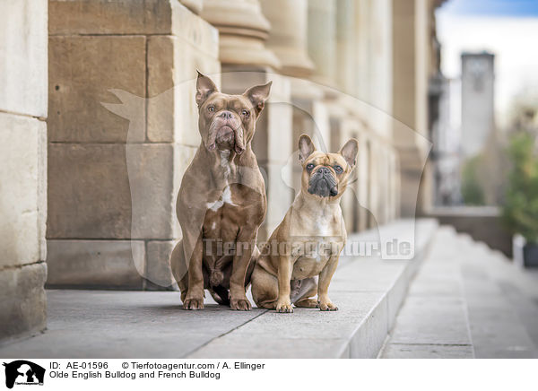 Olde English Bulldog und Franzsische Bulldogge / Olde English Bulldog and French Bulldog / AE-01596
