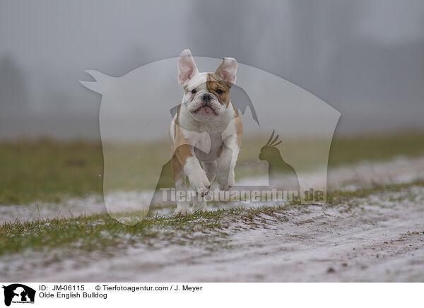 Olde English Bulldog / Olde English Bulldog / JM-06115