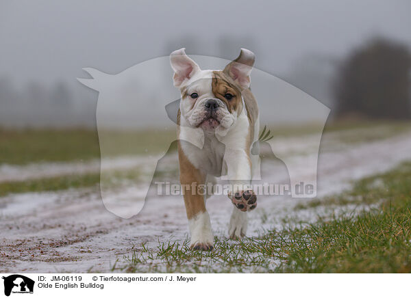 Olde English Bulldog / Olde English Bulldog / JM-06119