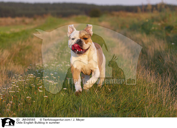 Olde English Bulldog im Sommer / Olde English Bulldog in summer / JM-09585