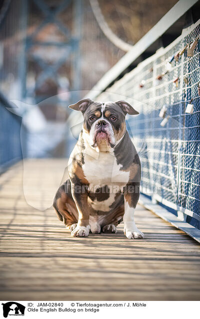 Olde English Bulldog on bridge / JAM-02840