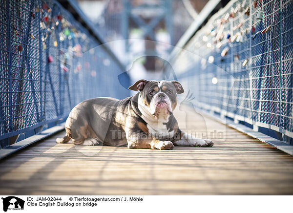 Olde English Bulldog auf einer Brcke / Olde English Bulldog on bridge / JAM-02844