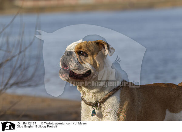 Olde English Bulldog Portrait / Olde English Bulldog Portrait / JM-12137
