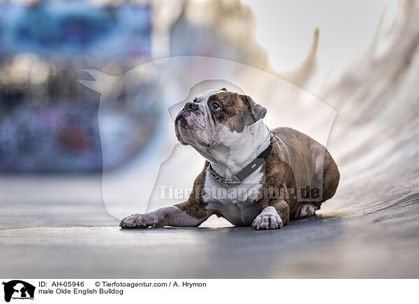 Olde English Bulldog Rde / male Olde English Bulldog / AH-05946