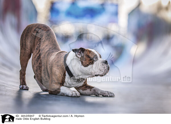 Olde English Bulldog Rde / male Olde English Bulldog / AH-05947