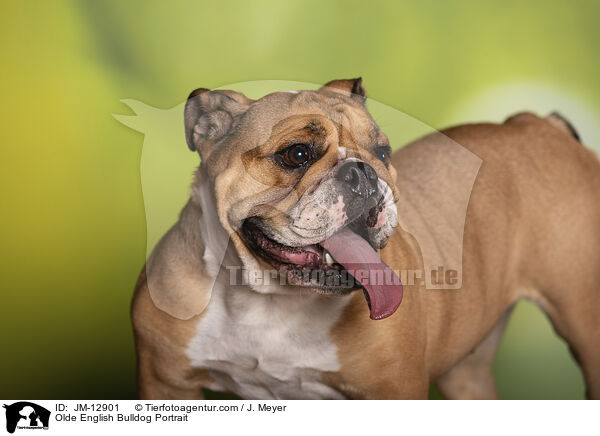 Olde English Bulldog Portrait / JM-12901