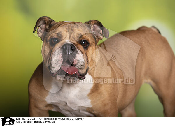 Olde English Bulldog Portrait / JM-12902