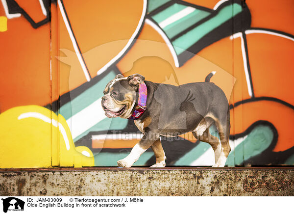 Olde English Bulldog vor Graffiti / Olde English Bulldog in front of scratchwork / JAM-03009
