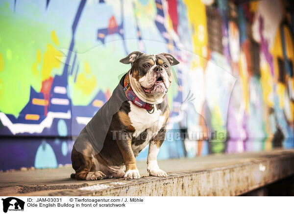 Olde English Bulldog vor Graffiti / Olde English Bulldog in front of scratchwork / JAM-03031