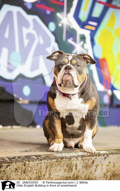 Olde English Bulldog vor Graffiti / Olde English Bulldog in front of scratchwork / JAM-03035