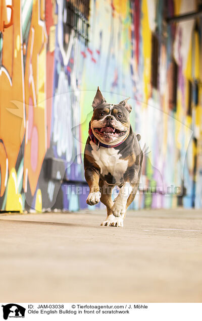 Olde English Bulldog vor Graffiti / Olde English Bulldog in front of scratchwork / JAM-03038