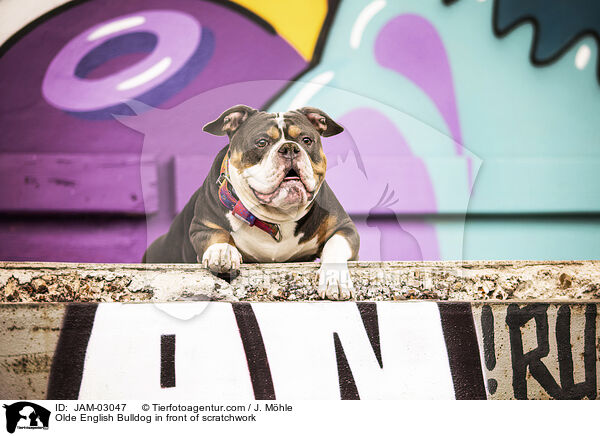 Olde English Bulldog vor Graffiti / Olde English Bulldog in front of scratchwork / JAM-03047