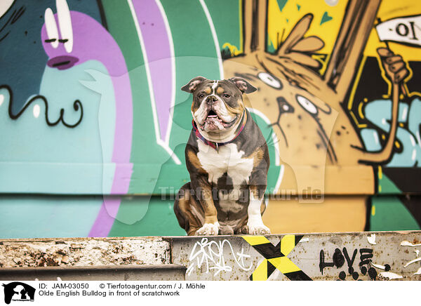 Olde English Bulldog vor Graffiti / Olde English Bulldog in front of scratchwork / JAM-03050