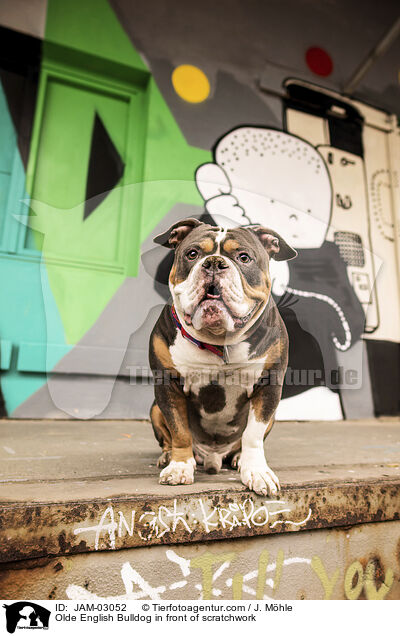 Olde English Bulldog vor Graffiti / Olde English Bulldog in front of scratchwork / JAM-03052