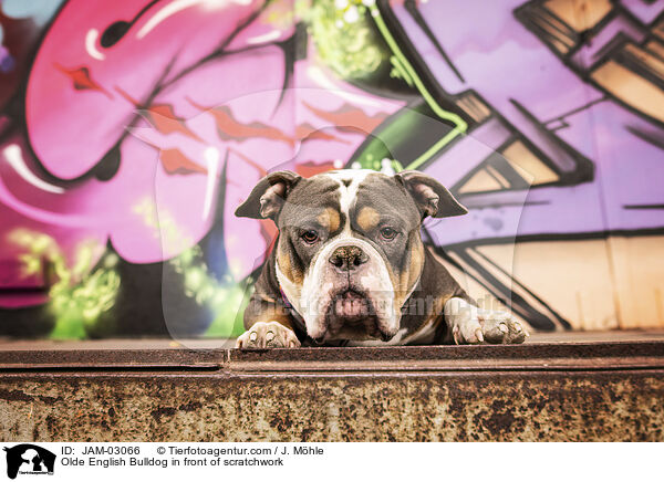 Olde English Bulldog vor Graffiti / Olde English Bulldog in front of scratchwork / JAM-03066