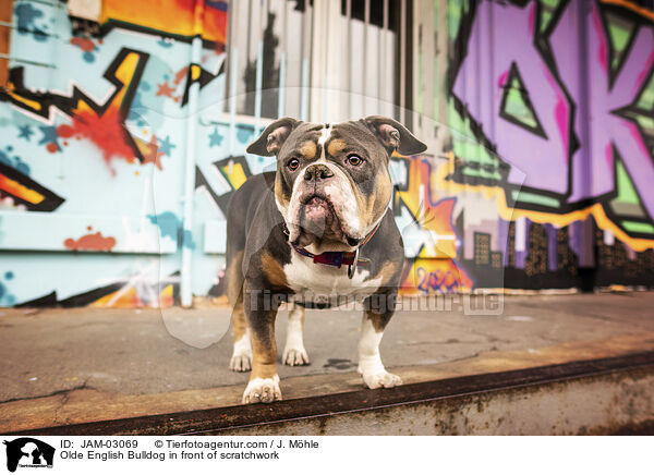 Olde English Bulldog vor Graffiti / Olde English Bulldog in front of scratchwork / JAM-03069