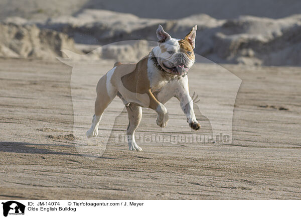 Olde English Bulldog / Olde English Bulldog / JM-14074