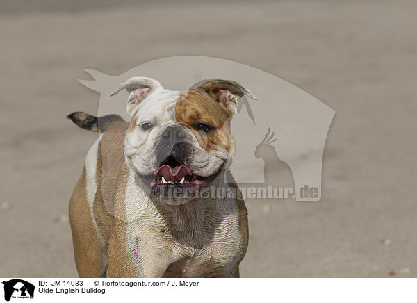 Olde English Bulldog / JM-14083