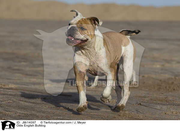 Olde English Bulldog / JM-14097