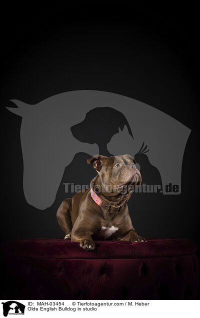 Olde English Bulldog im Studio / Olde English Bulldog in studio / MAH-03454