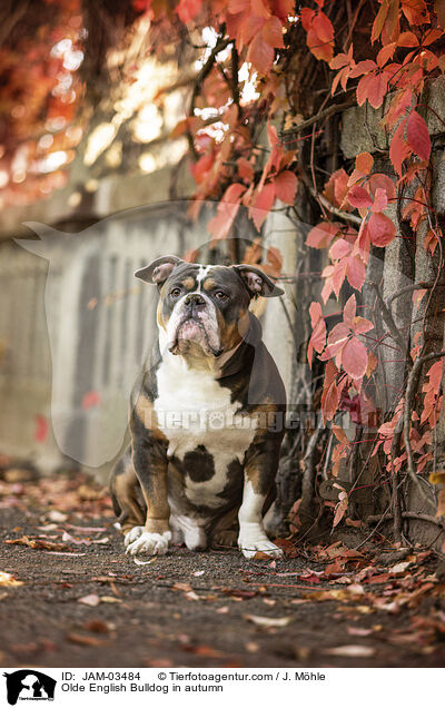 Olde English Bulldog im Herbst / Olde English Bulldog in autumn / JAM-03484