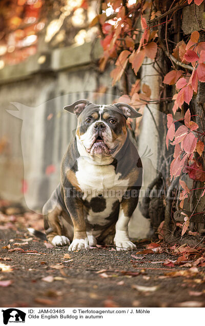 Olde English Bulldog im Herbst / Olde English Bulldog in autumn / JAM-03485