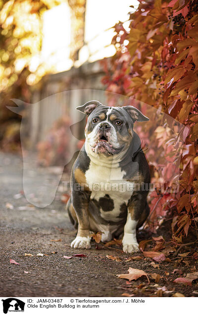 Olde English Bulldog im Herbst / Olde English Bulldog in autumn / JAM-03487