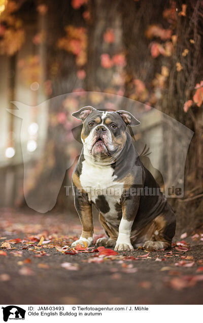 Olde English Bulldog im Herbst / Olde English Bulldog in autumn / JAM-03493