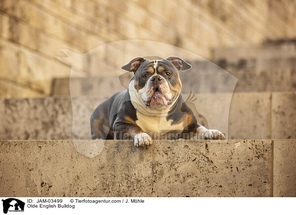 Olde English Bulldog / JAM-03499