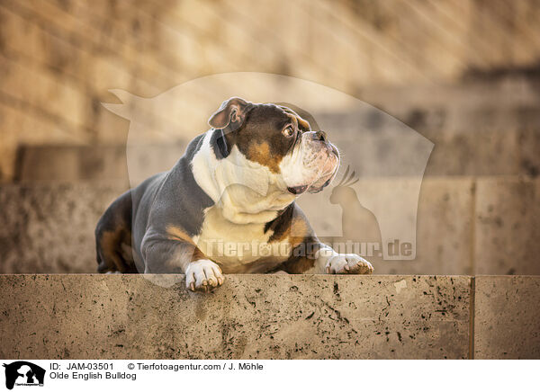 Olde English Bulldog / Olde English Bulldog / JAM-03501