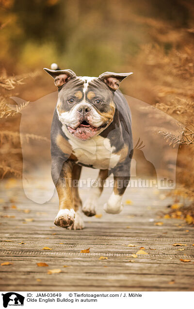 Olde English Bulldog in autumn / JAM-03649