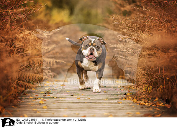 Olde English Bulldog im Herbst / Olde English Bulldog in autumn / JAM-03651