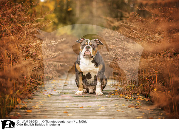 Olde English Bulldog im Herbst / Olde English Bulldog in autumn / JAM-03653