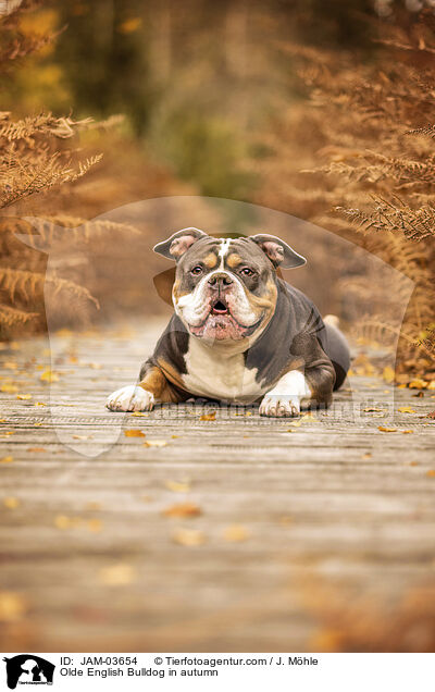 Olde English Bulldog in autumn / JAM-03654