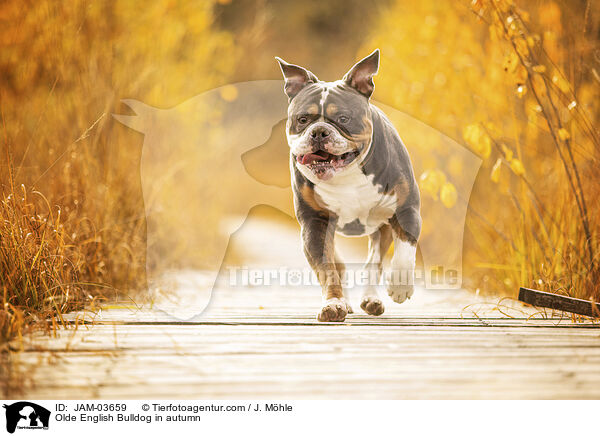 Olde English Bulldog in autumn / JAM-03659