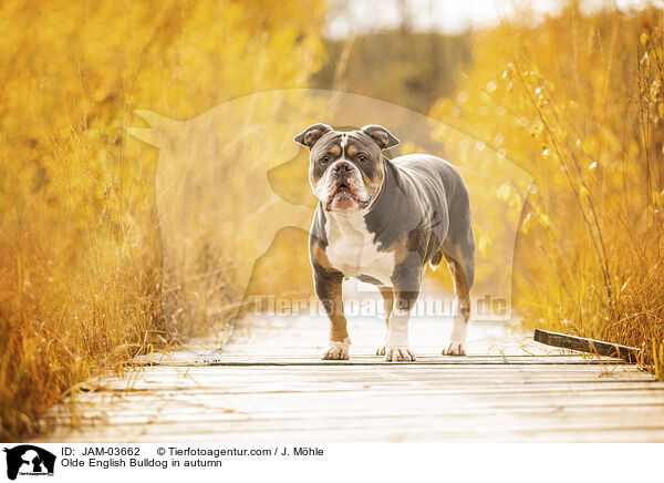 Olde English Bulldog in autumn / JAM-03662