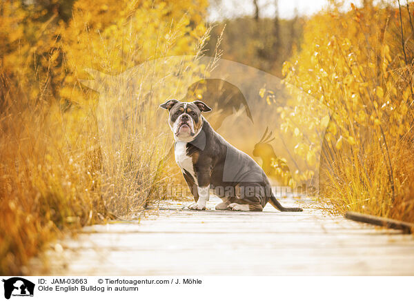Olde English Bulldog im Herbst / Olde English Bulldog in autumn / JAM-03663