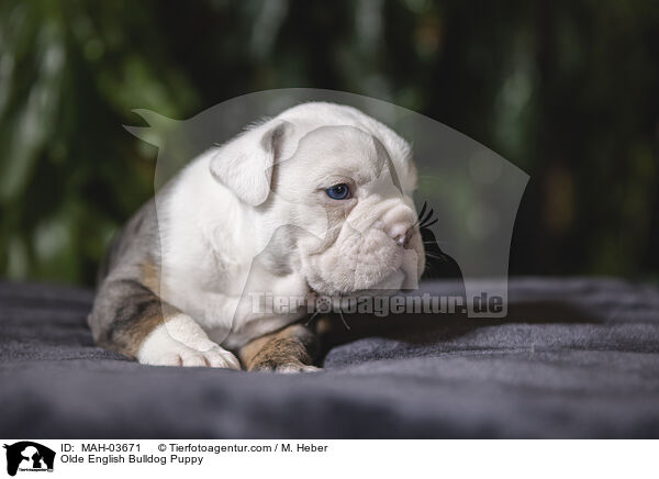Olde English Bulldog Welpe / Olde English Bulldog Puppy / MAH-03671