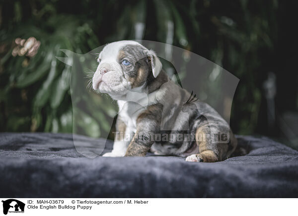 Olde English Bulldog Puppy / MAH-03679
