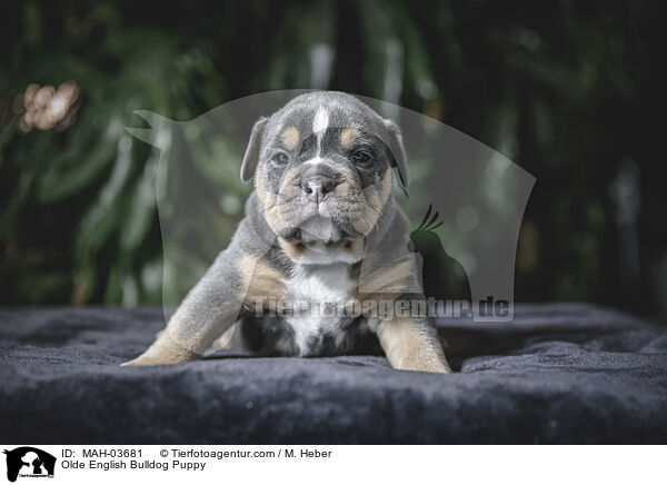 Olde English Bulldog Puppy / MAH-03681