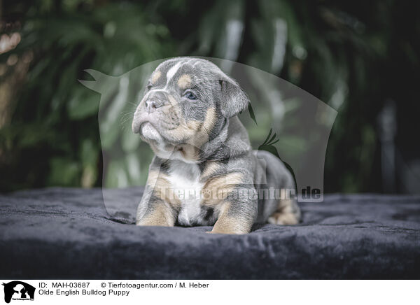 Olde English Bulldog Puppy / MAH-03687