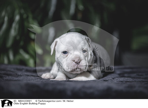 Olde English Bulldog Puppy / MAH-03691