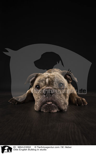 Olde English Bulldog im Studio / Olde English Bulldog in studio / MAH-03692