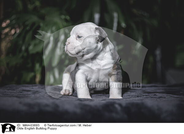 Olde English Bulldog Welpe / Olde English Bulldog Puppy / MAH-03693