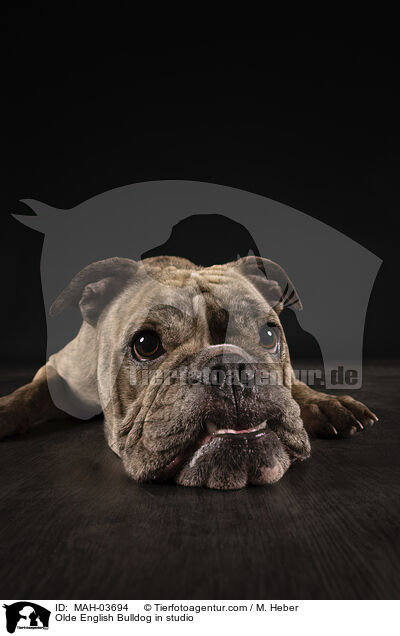 Olde English Bulldog in studio / MAH-03694
