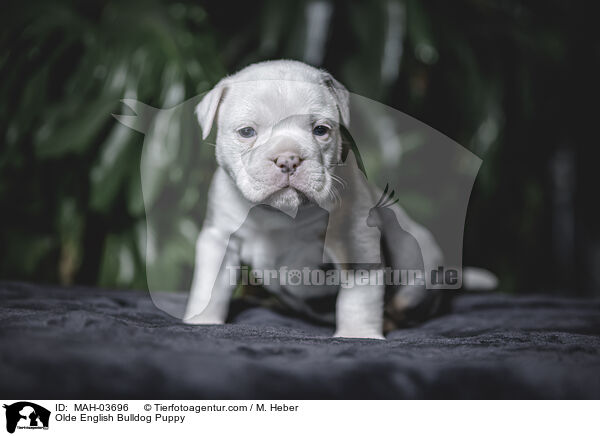 Olde English Bulldog Puppy / MAH-03696