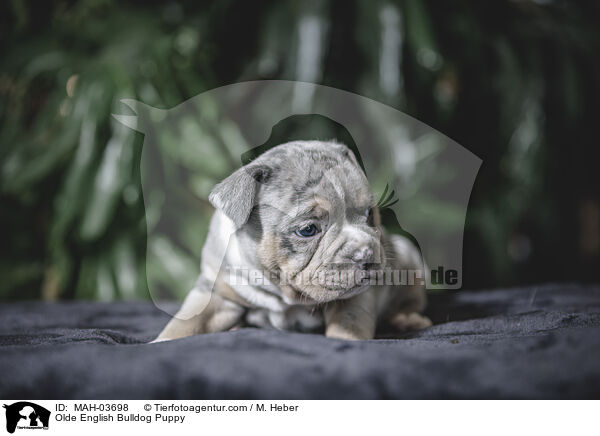 Olde English Bulldog Puppy / MAH-03698