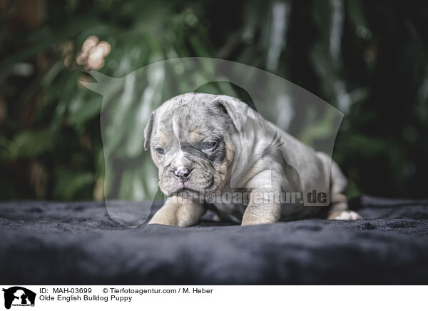 Olde English Bulldog Puppy / MAH-03699