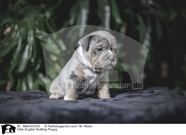 Olde English Bulldog Puppy / MAH-03700