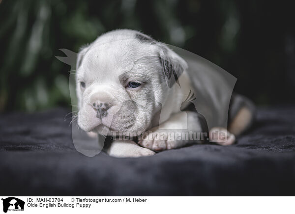 Olde English Bulldog Puppy / MAH-03704